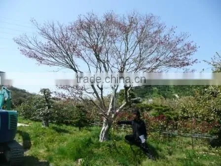 Big Bonsai