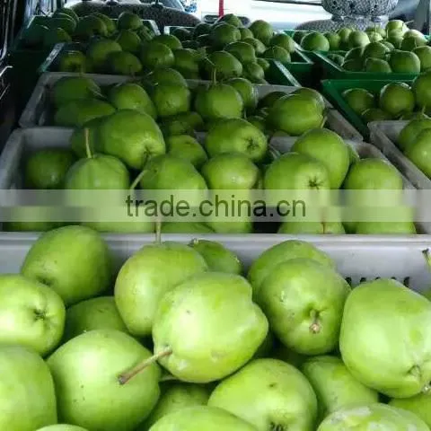 Fresh Early Su Pear Sweet Pear Exporter in China photo-2