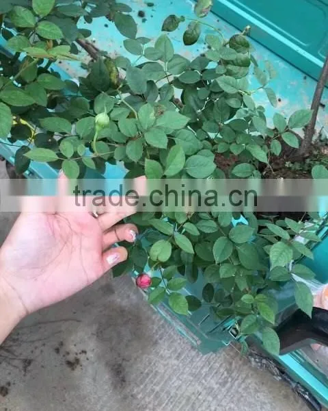 4-5 Years 80-120cm Blooming Roses Seedlings With Straight Trunk photo-3