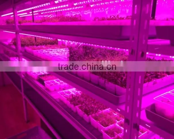 Best Seller 20w Led Grow Tube Growing Led Light Use in Amsterdam photo-3