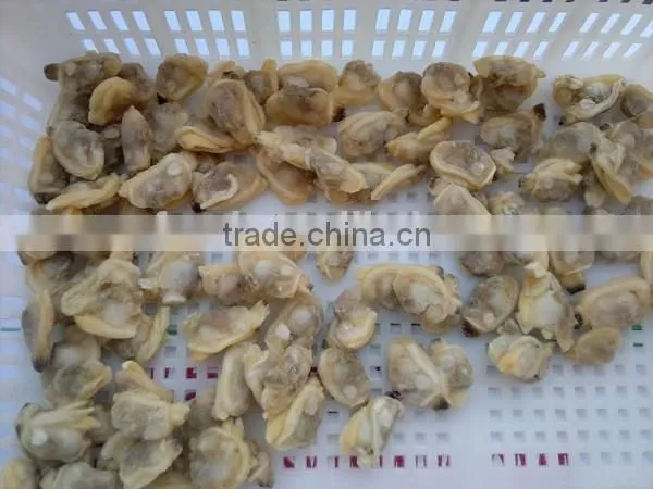 Korea Class Short Necked Clam photo-6