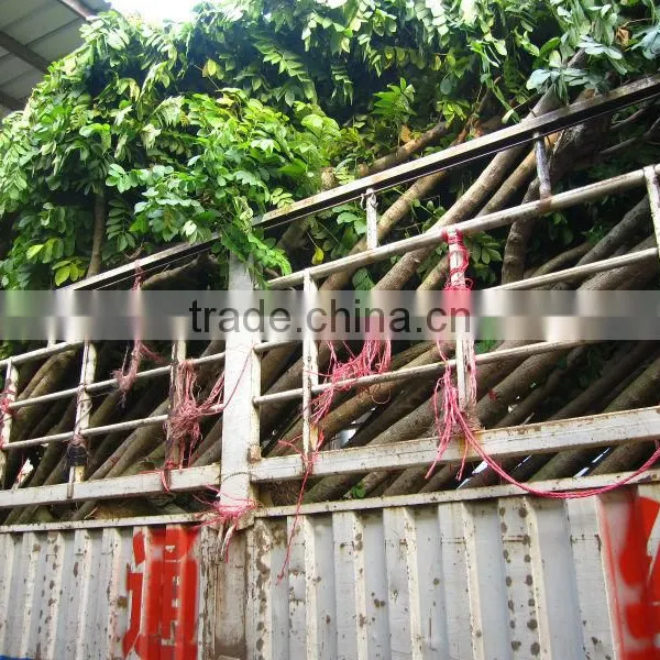 Spathodea Campanulata Nursery photo-2