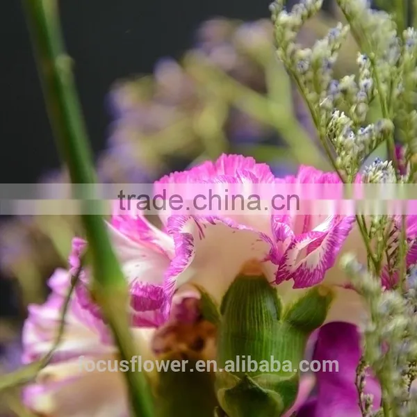 Magnificent Cut Flower Holland Carnation for Interior Decoration photo-6
