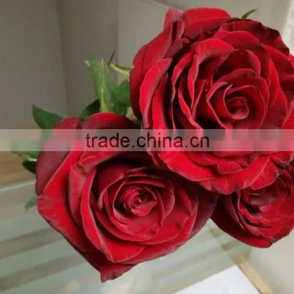 2016 Hot Sale Decorative Rose Flower Valentine's Day Occasion Fresh Cut Rose Flower Single Head photo-3