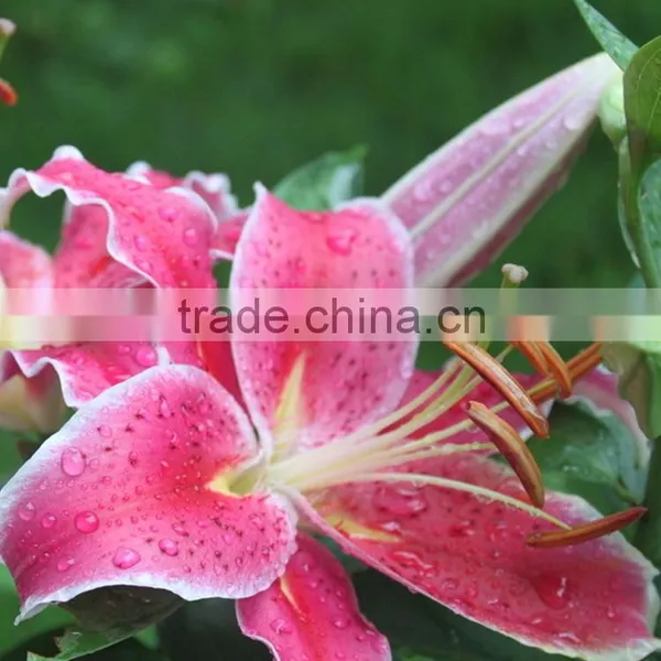Fashionable Tiber Natural Pink Fresh Lily photo-2