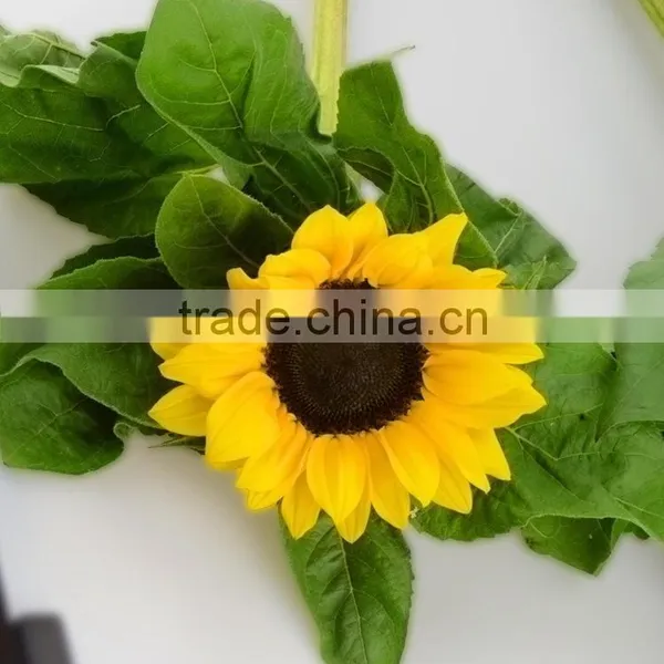 Good Quality New Products Blue Fresh Cut Sunflowers photo-4
