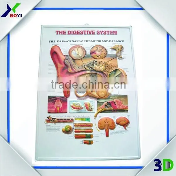 Human Body Anatomy 3d Wall Poster/embossed Cubic Medical Poster photo-5