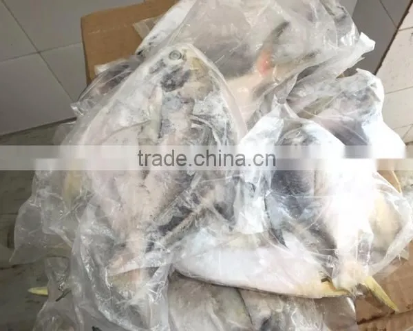 FROZEN SILVER POMFRET / FROZEN BLACK POMFRET