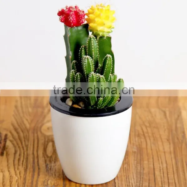 Indoor Cactus Plants for Classroom photo-4