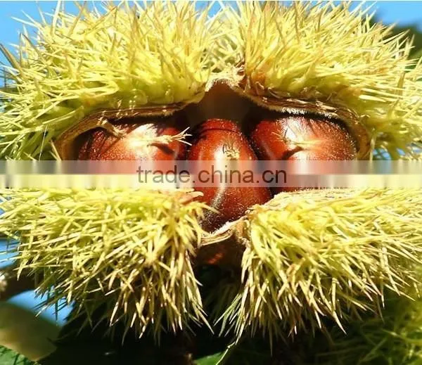 Hot Sale New Crop Fresh BIG Chestnuts