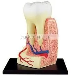 Tooth