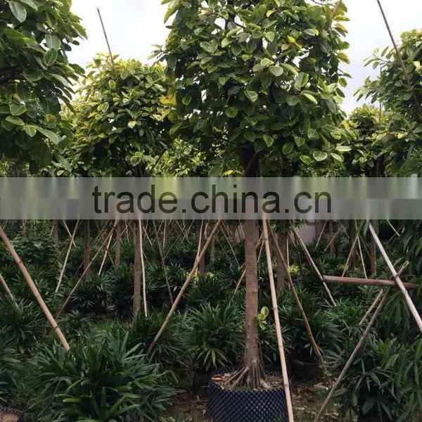 Ficus Benghalensis Variegata photo-3