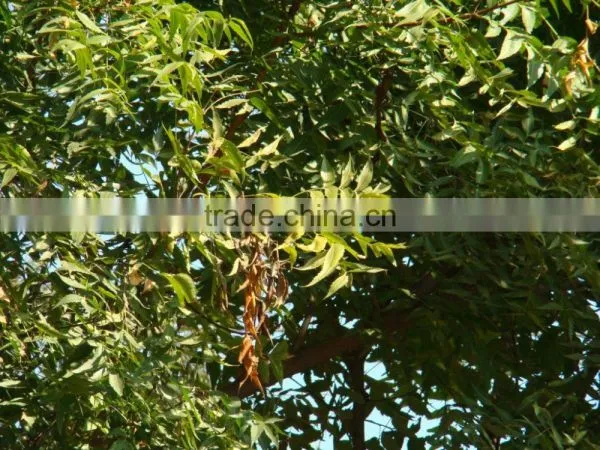Azadiracta Indica photo-3