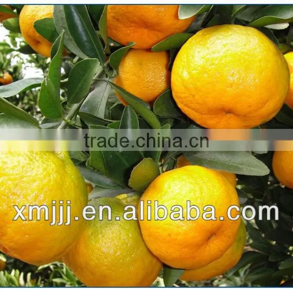 Best Baby Orange Fruit photo-6