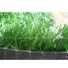 Sell Artificial Turf, Synthetic GrassGT-DSY-50