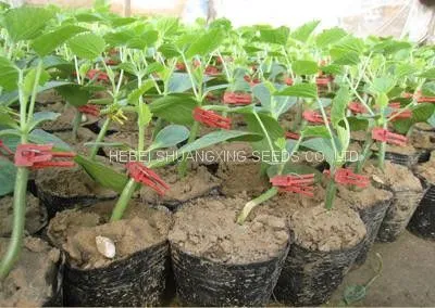 High Quality Hybrid Rootstock Seeds for Watermelon/melon Planting photo-5