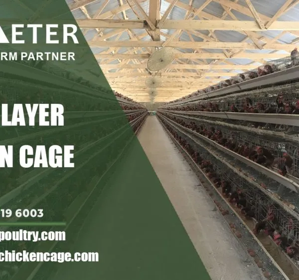 Layer Chicken Cage
