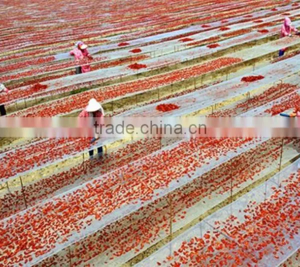 Supply Natural Sun Dried Tomato Halves With Large Quantity photo-4