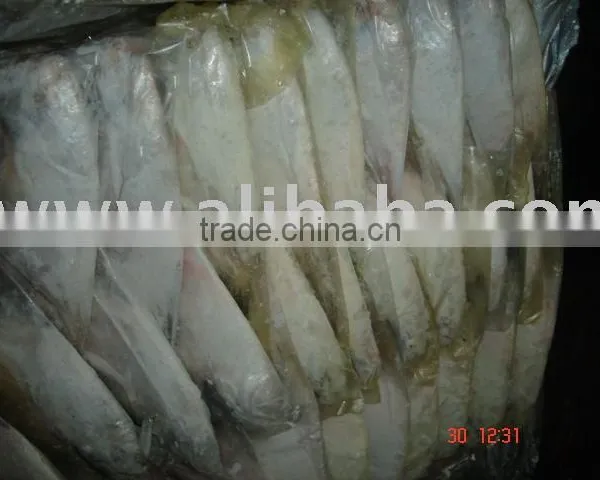 FROZEN INDIAN WHITE POMFRET IQF