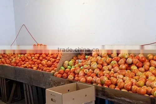 Fresh Organic Tomatoes