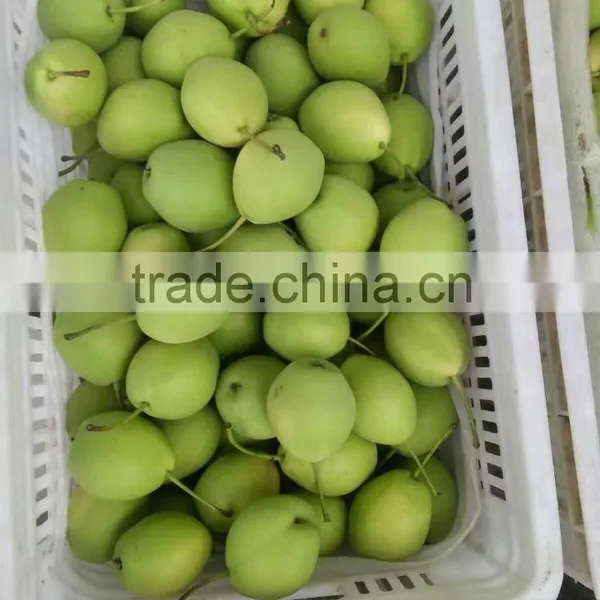 Year 2016 New Season Shandong Pears photo-3