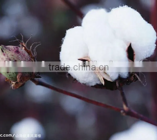 cotton shelling machine