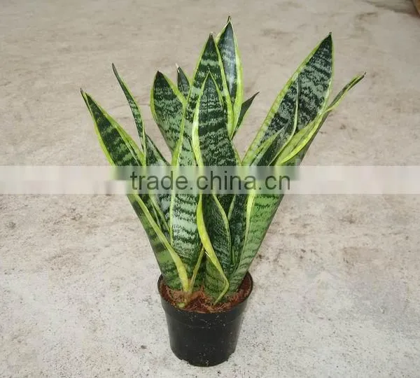 Sansevieria Trifasciata 'Laurentii Compacta'
