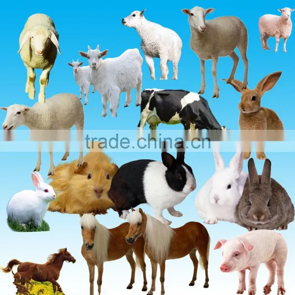 Cattle Chicken Horse Pig Feed Additive