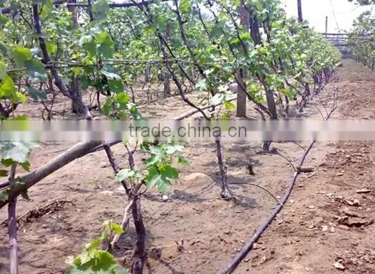 Irrigation Drip Pipe With Good Quality Drip Tape Drip Line photo-2