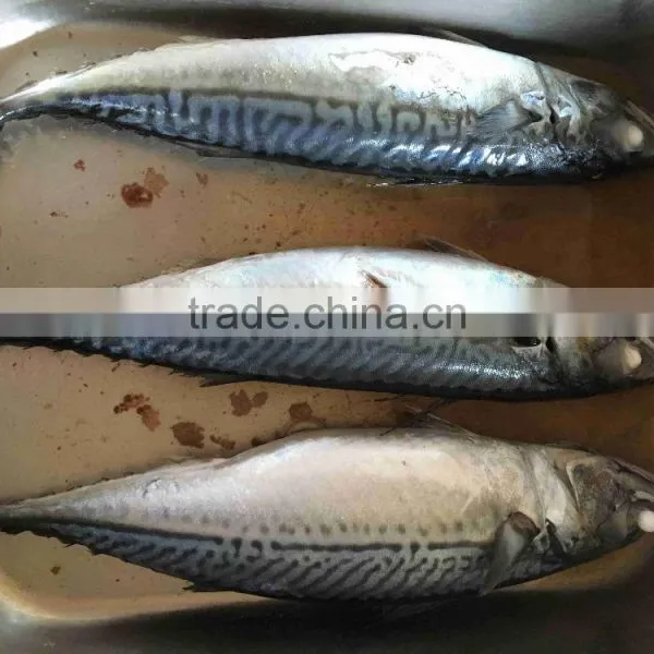 Whole Block Seafrozen Fish Pacific Mackerel and Frozen Fish photo-4