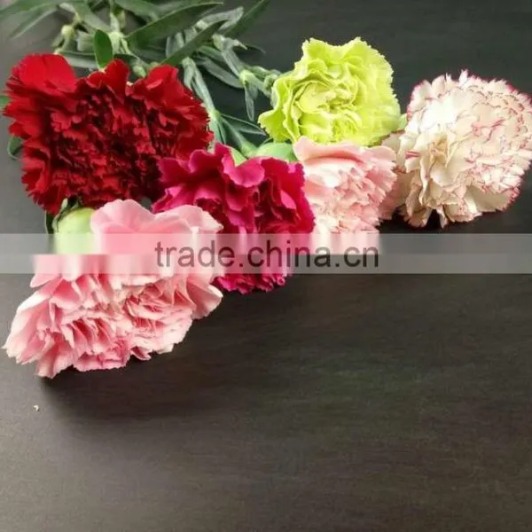 Wedding Decoration Centerpieces Fresh Cut Flower Carnation Exporting From Yunnan photo-6