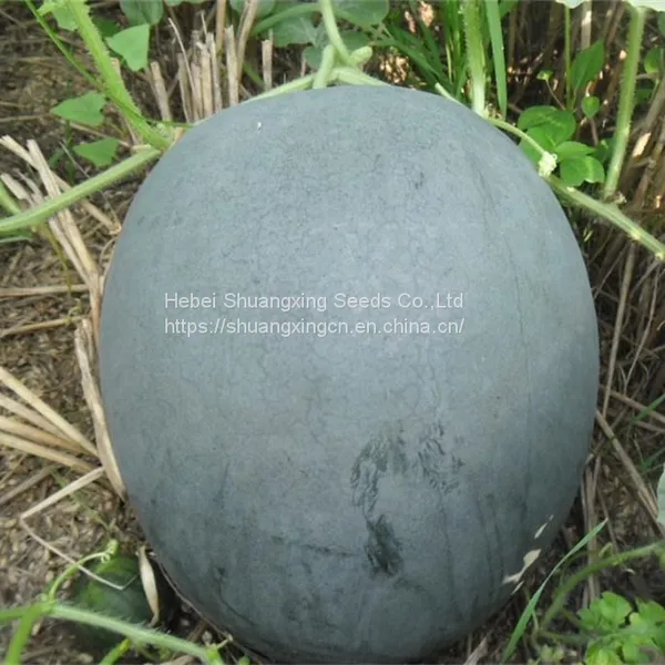 Seedless Black Skin Hybrid Watermelon Seeds photo-5