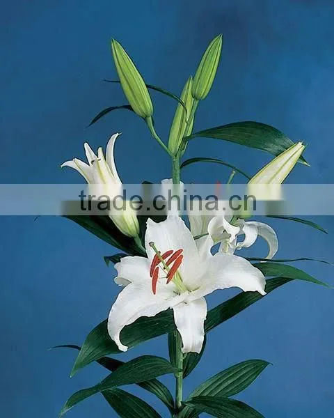 Wholesale High Quality Fresh Lily Flower Water Lilies Flowers From Kunming Qingyi photo-2