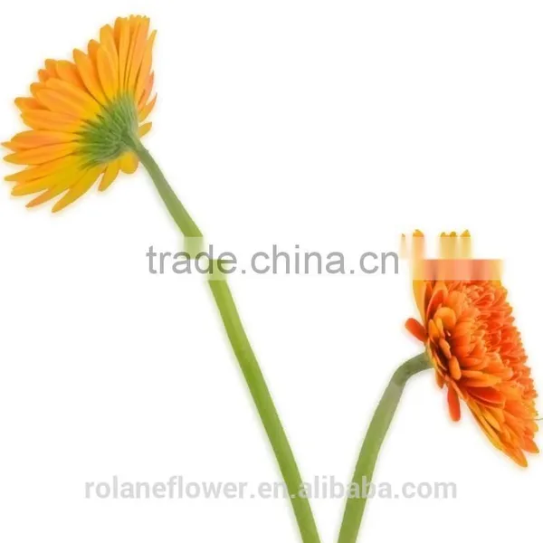 Popular Flower Export Flower Box Tropical Flowers With 70-80cm Long From Yunnan, China photo-3