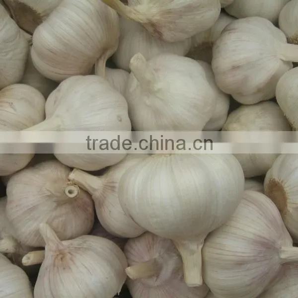 2014 Crop Chinese White Garlic 5.0cm