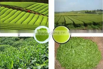 Green Tea Powder for tea drinks