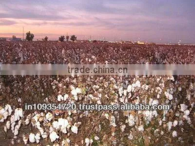 RAW COTTON GUJARAT