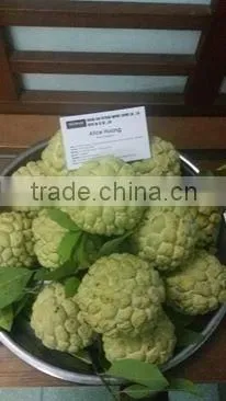 Custard Apple Fruit From Viet Nam photo-2