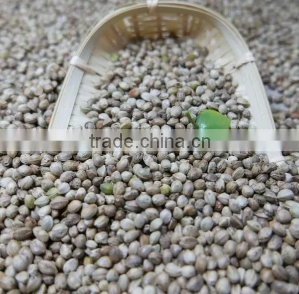 Hemp Seeds With High Quality 2016 Crop photo-5