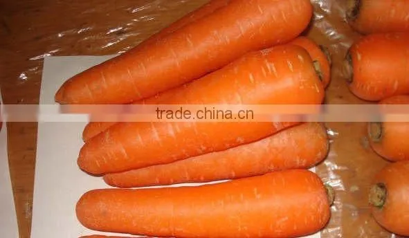 Fresh Carrot 2016 Crop photo-4