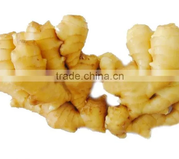 2016 Hot Sale Organic Fresh Ginger With High Quality photo-5