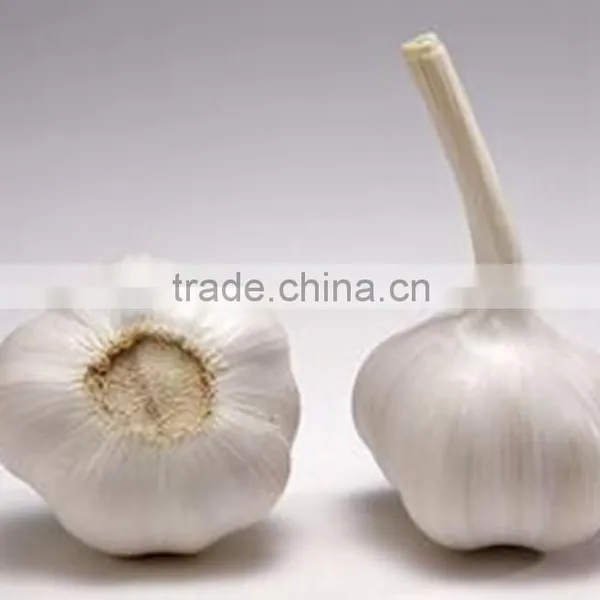 Low Price Buy Chinese Garlic photo-2