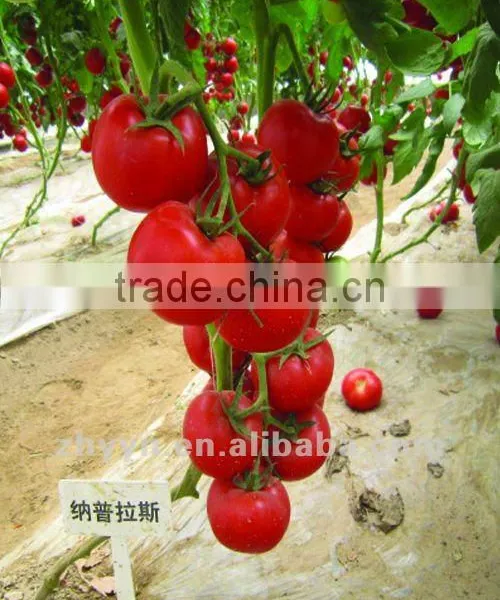 Napulasi Hybrid Tomato Seeds