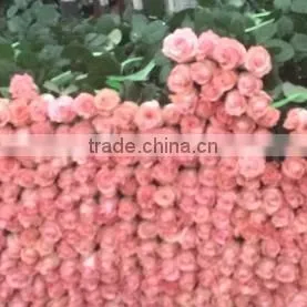 2016 Kunming Fresh Cut Flowers Fresh Cut Roses Wholesale Price photo-4