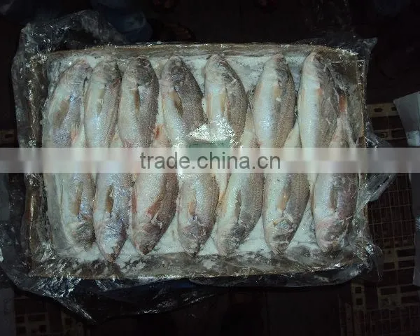 Frozen Silver Croaker photo-5