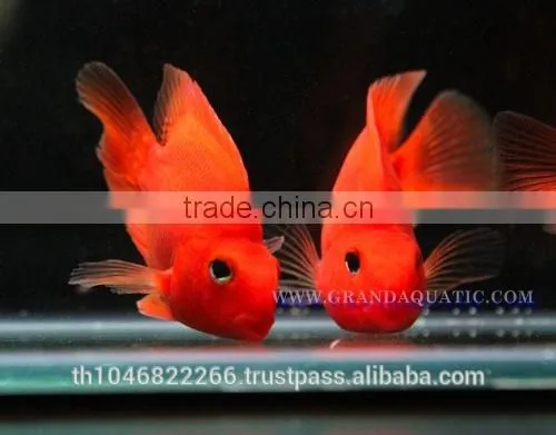 Red Parrot Cichlid Fish Farm For Sale and Export photo-5