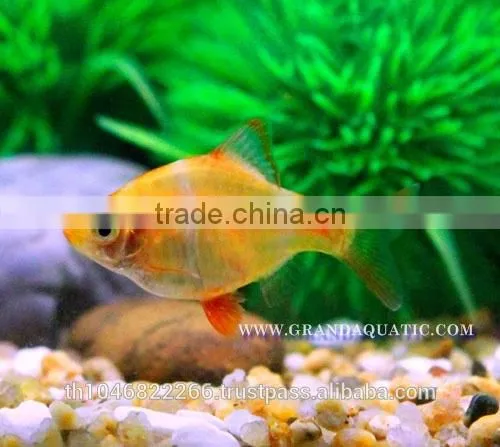 Golden Tiger Barb Fish For Sale and Export photo-4
