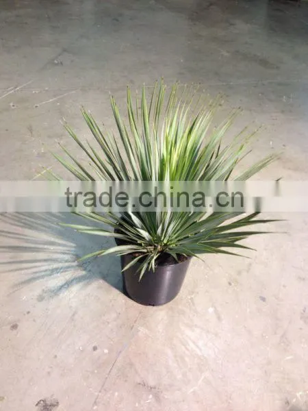 Yucca Rostrata