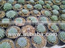 Succulent Plant Echeveria Minima