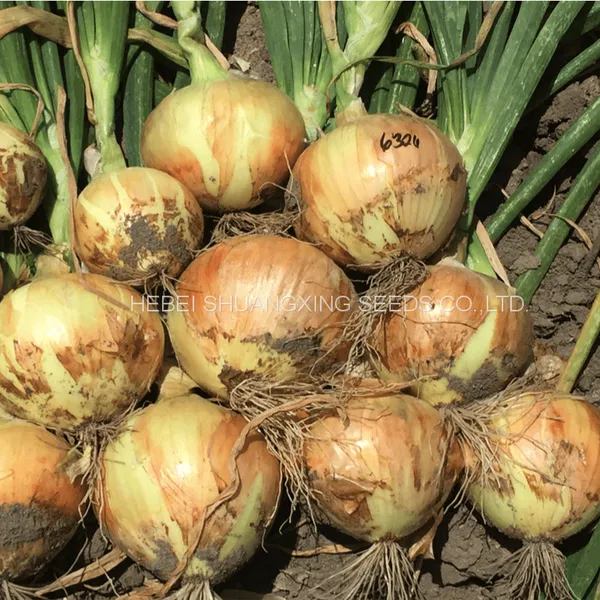 Spanish Sweet Onion Hybrid Onion Seeds for Long-day Area photo-4